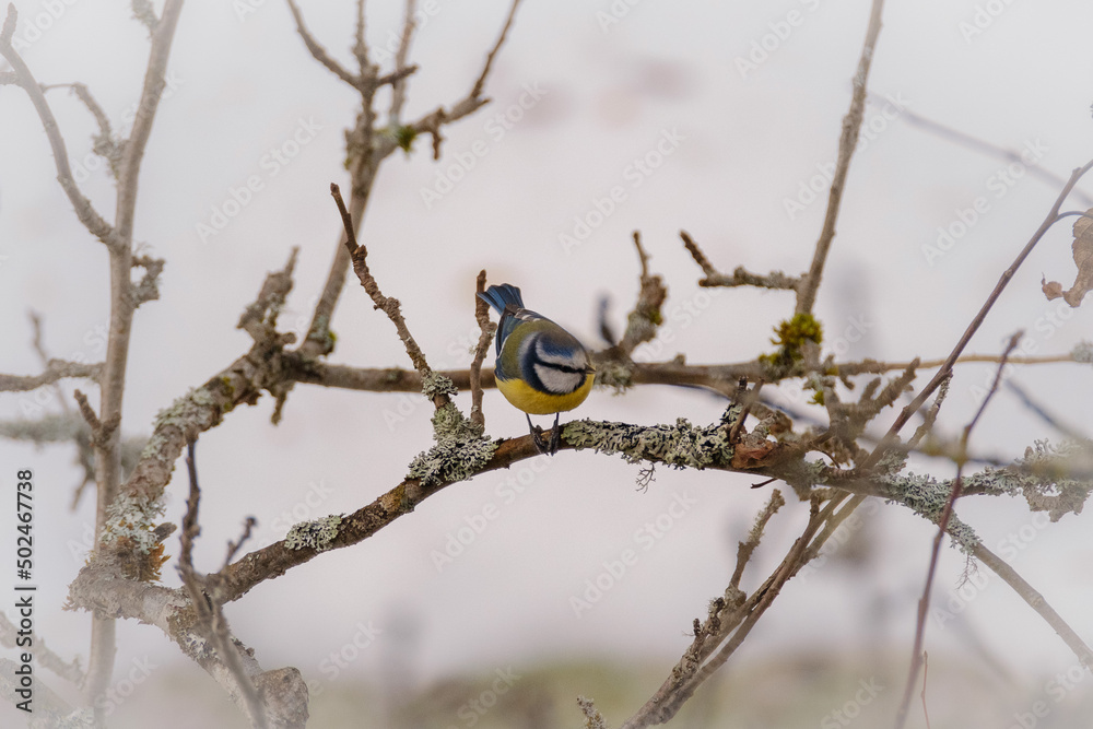 Eurasian blue tit bird in winter on a tree Eurasian blue tit bird in winter on a tree