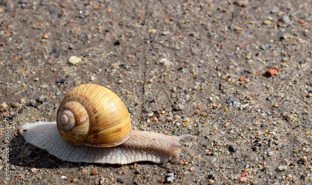 The gastropods commonly known as snails and slugs, belong to a large taxonomic class of