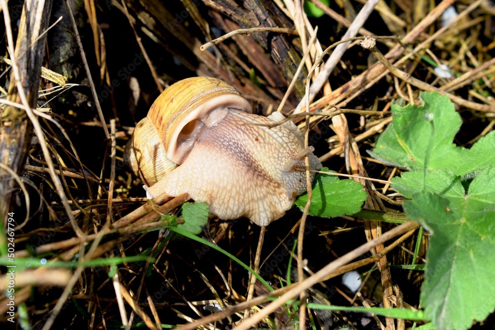 Get To Know The Gastropods Slugs And Snails Revealed - rexp7m0