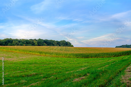A breathtaking natural view. Blooming corn field. Forest on the horizon. Blue sky background with white clouds.