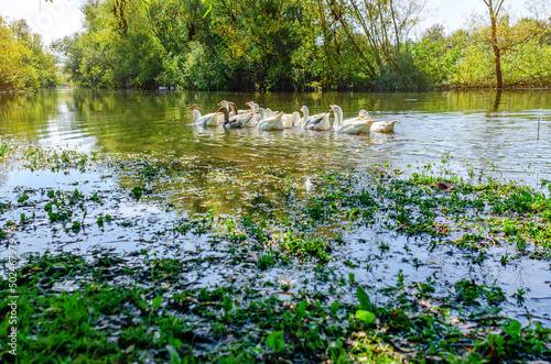 A flock of gray and white geese floats on the water. Background river with willows leaning down.