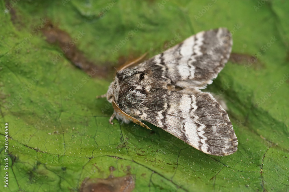 Closeup on a fresh emerged Lunar Marbled Brown moth, Drymonia ruficornis with open wings Closeup on a fresh emerged Lunar Marbled Brown moth, Drymonia ruficornis with open wings