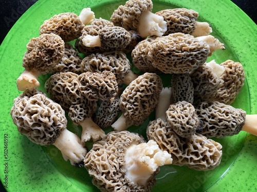 freshly picked wild morel mushrooms 