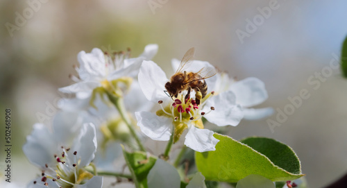 Bee pollinates a blooming flower in spring, close-up
