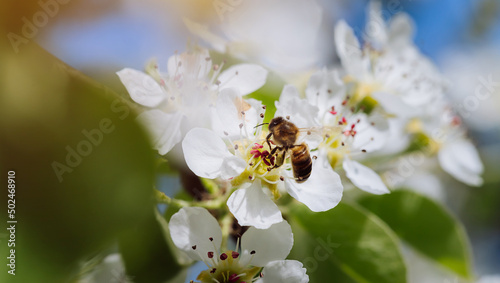 Bee pollinates a blooming flower in spring, close-up