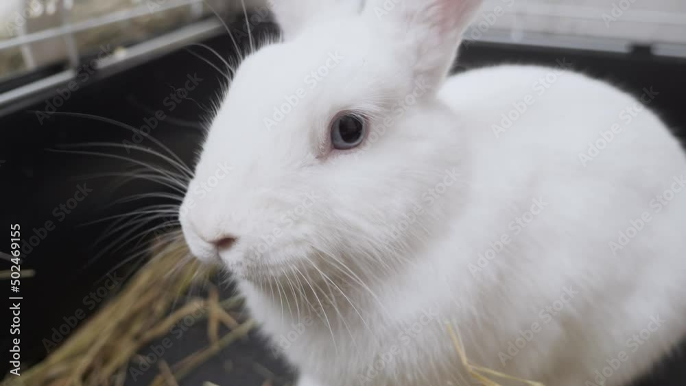 close-up white rabbit with blue eyes in a cage eats straw. close-up white rabbit with blue eyes in a cage eats straw.