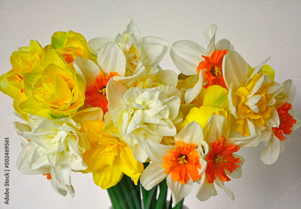 żółte narcyzy w wazonie (Narcissus), Wielkanoc,  wielkanocna dekoracja, wiosenne kwiaty, Easter decoration, bouquet of narcissus,  daffodils in a vase, bouquet of yellow daffodils.	 - obrazy, fototapety, plakaty 