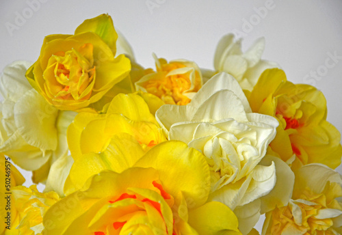 żółte narcyzy w wazonie (Narcissus), Wielkanoc,  wielkanocna dekoracja, wiosenne kwiaty, Easter decoration, bouquet of narcissus,  daffodils in a vase, bouquet of yellow daffodils.	