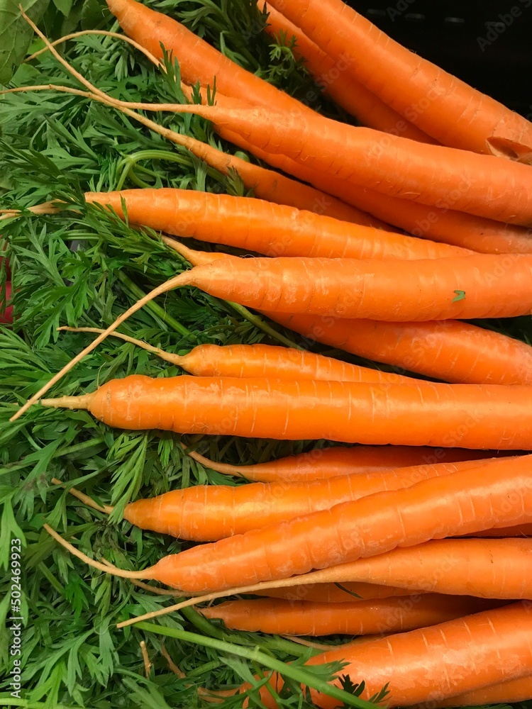 Freshly harvested carrots with a green stalk Freshly harvested carrots with a green stalk