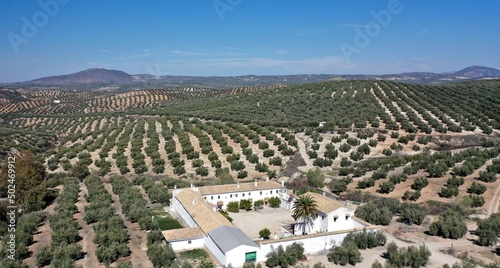 survol des champs d'oliviers (oliveraies), hacienda et village blanc en Andalousie dans le sud de l'Espagne	