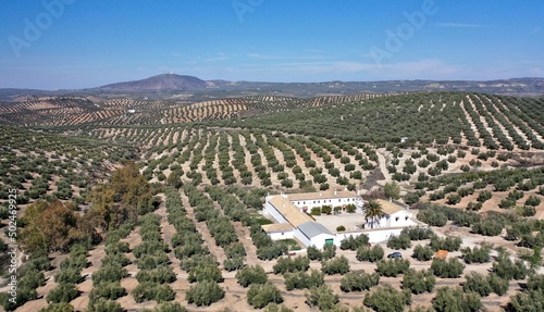 survol des champs d'oliviers (oliveraies), hacienda et village blanc en Andalousie dans le sud de l'Espagne	