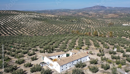 survol des champs d'oliviers (oliveraies), hacienda et village blanc en Andalousie dans le sud de l'Espagne	