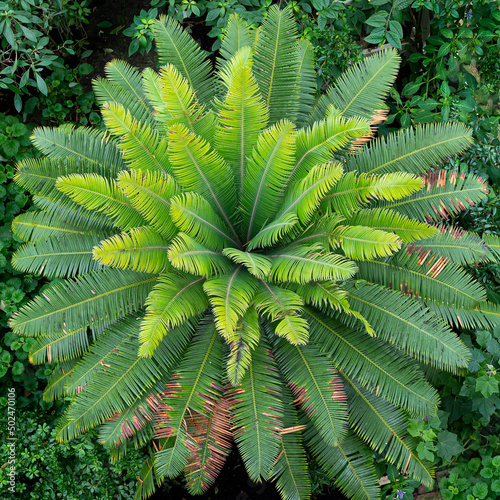 Aerial view of the canapy in the Temperate House, Kew Gardens photo