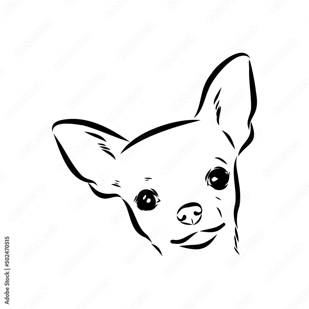 Chihuahua dog - isolated vector illustration chihuahua vector Chihuahua dog - isolated vector illustration chihuahua vector
