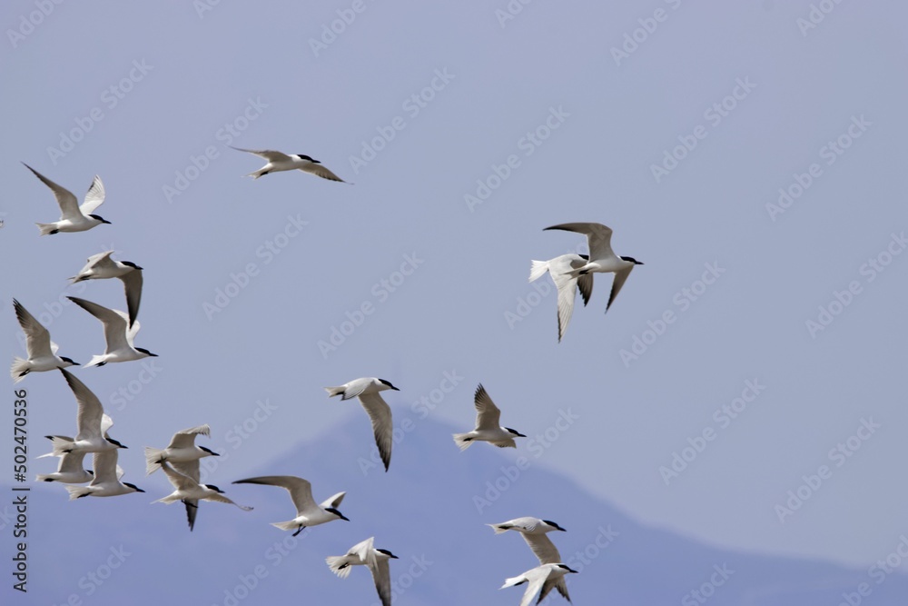 Flying gull billed terns, Gelochelidon nilotica