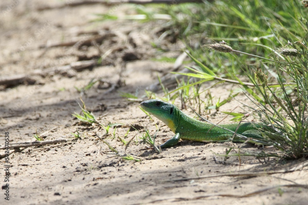 Balkan Green Lizard, Lacerta trilineata Balkan Green Lizard, Lacerta trilineata
