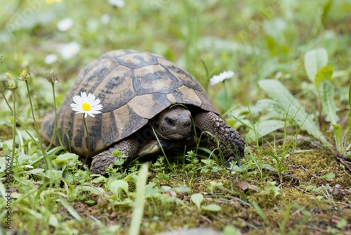 Hermanns Tortoise, Testudo hermanni