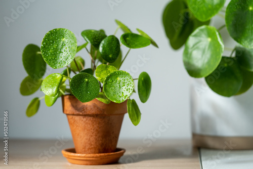 Closeup of Pilea peperomioides houseplant in terracotta pot on white table at home. Sunlight. Chinese money plant with water drops on green leaves. Indoor gardening, hobby concept photo