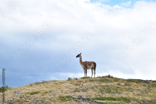 Animal da Patagônia