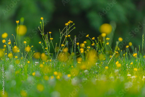 Yellow flowers in a field..