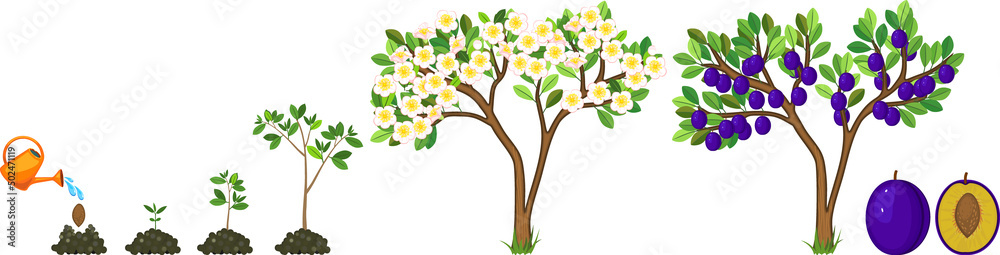 Life cycle of plum tree isolated on white background. Plant growing from seed to plum tree with ripe blue fruits