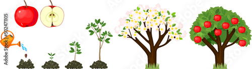 Life cycle of apple tree isolated on white background. Plant growing from seed to apple tree with ripe red fruits