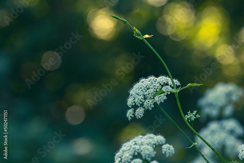 White flowers of common goatweed. Aegopodium is a perennial herbaceous umbrella plant photo