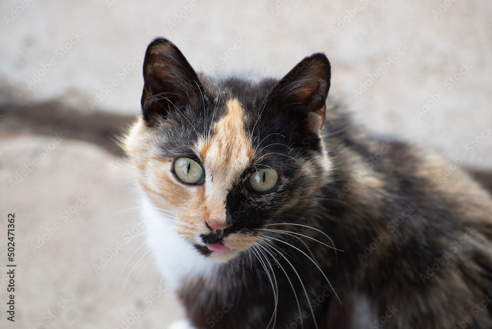 A multicolored cat in the village (country) outside in spring A multicolored cat in the village (country) outside in spring