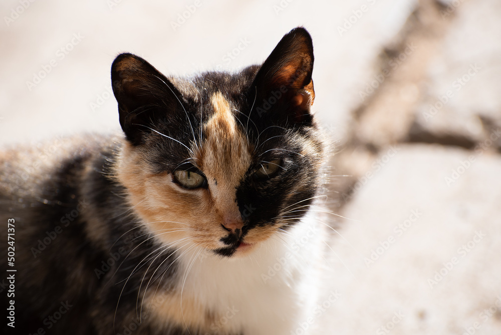 A multicolored cat in the village (country) outside in spring A multicolored cat in the village (country) outside in spring