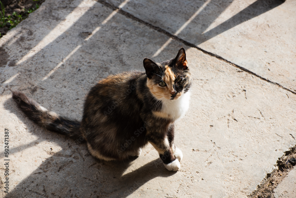 A multicolored cat in the village (country) outside in spring