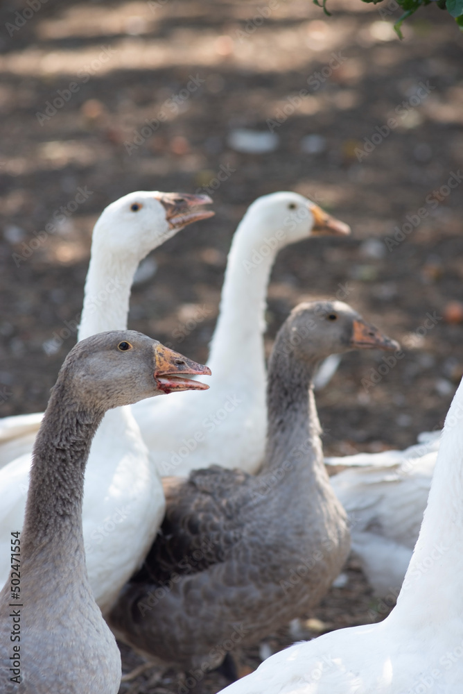 flock of domestic white geese in the village