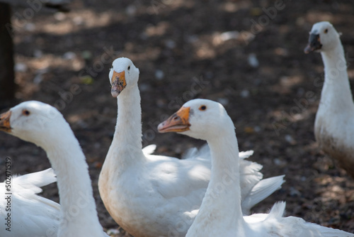 flock of domestic white geese in the village