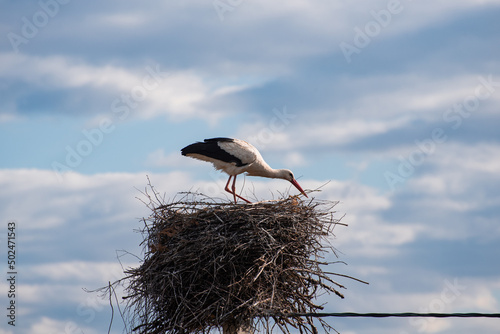 A white stork (bird) is sitting in the nest