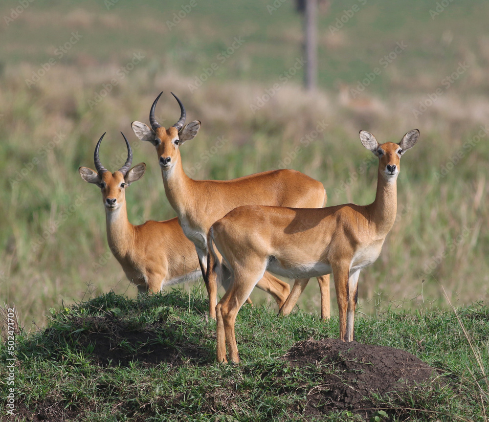 Antelope in African savannah; herd of Kob on grassland; Kobus kob; herd of deer; herd of antelope; herd of kob from Uganda Antelope in African savannah; herd of Kob on grassland; Kobus kob; herd of deer; herd of antelope; herd of kob from Uganda
