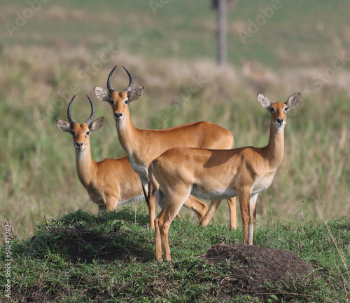 Antelope in African savannah  herd of Kob on grassland  Kobus kob  herd of deer  herd of antelope  herd of kob from Uganda