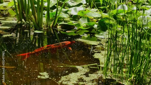 Magnificent koi carp in a fantastically planted pond grazing aquatic plants

The Nishikigoi, also called Koi for short, is a breeding form of the carp. Here in a pond overgrown with plants