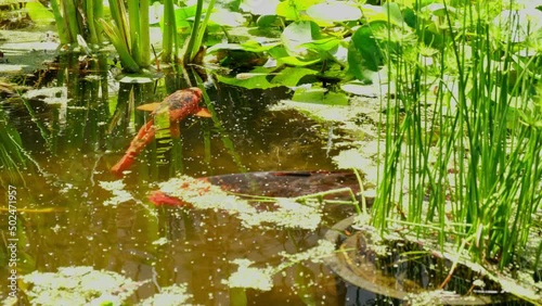 Magnificent koi carp in a fantastically planted pond grazing aquatic plants

The Nishikigoi, also called Koi for short, is a breeding form of the carp. Here in a pond overgrown with plants
