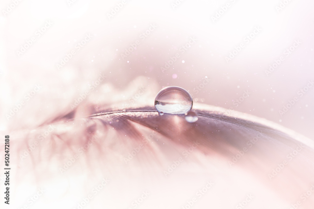 Transparent water droplets on pink feather on turquoise background, Dreamy elegant image of fragility and beauty of nature. Light airy natural Desktop background. Macrophotography. Selective focus. Transparent water droplets on pink feather on turquoise background, Dreamy elegant image of fragility and beauty of nature. Light airy natural Desktop background. Macrophotography. Selective focus.