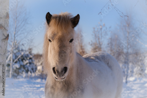 White icelandic horse in snow © Vesna