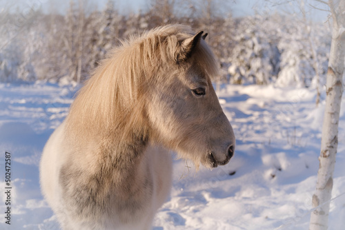 White icelandic horse in snow photo