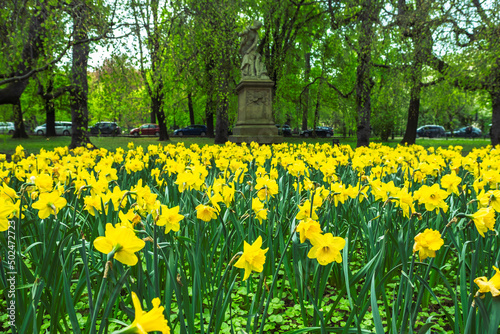 Yellow daffodils on flower bed in city park natural springtime background