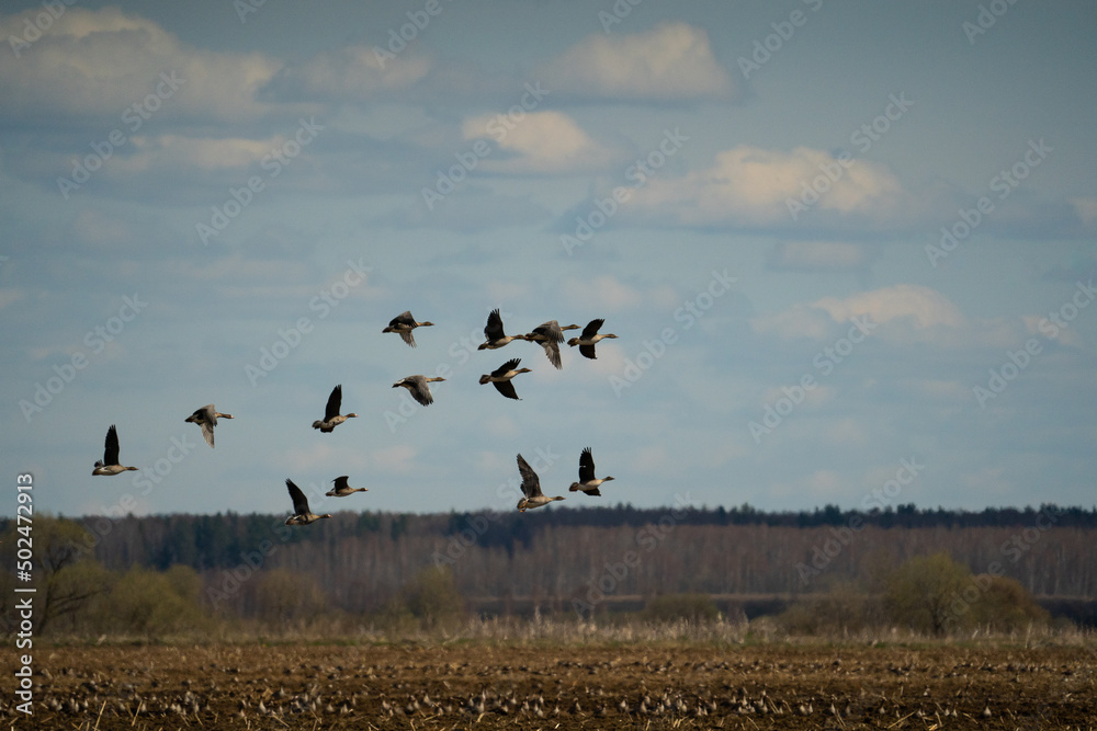 A huge flock of wild geese flies over the field against the blue sky A huge flock of wild geese flies over the field against the blue sky