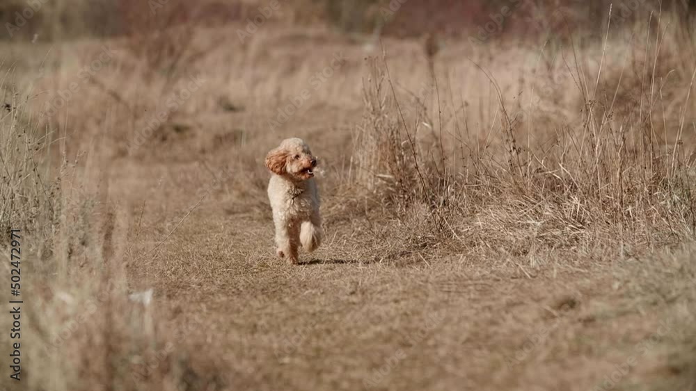 Little cute toy poodle dog running fast in a spring field at slow motion, His face is smiling. Sun is shining. A Field is covered with yellow grass. Apricot fur fluttering in. Full HD Little cute toy poodle dog running fast in a spring field at slow motion, His face is smiling. Sun is shining. A Field is covered with yellow grass. Apricot fur fluttering in. Full HD