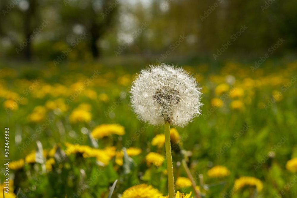 Close-up of yellow dandelions in the middle of bright and juicy green grass Close-up of yellow dandelions in the middle of bright and juicy green grass