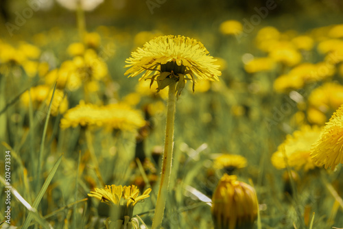 Close-up of yellow dandelions in the middle of bright and juicy green grass