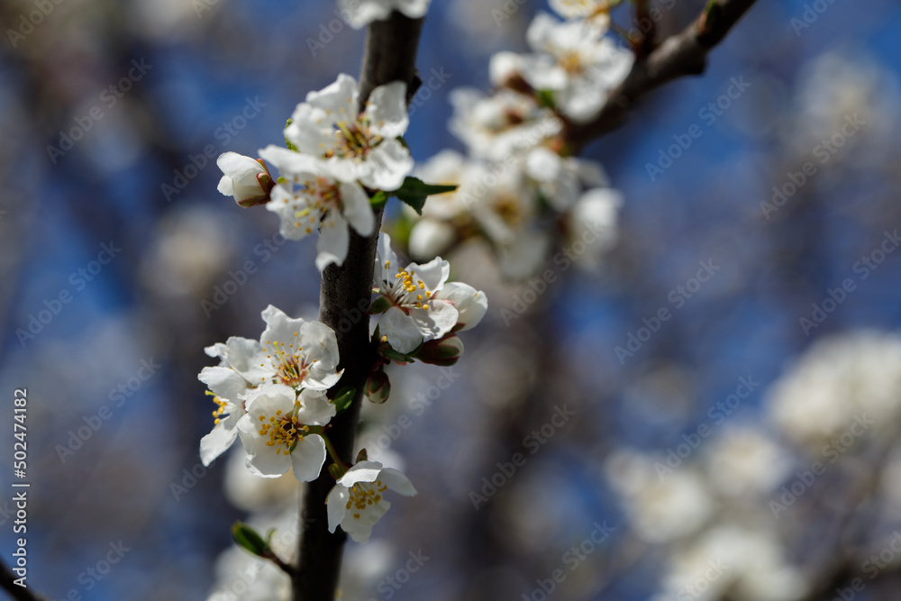 Beautiful apple blossom white flower Beautiful apple blossom white flower