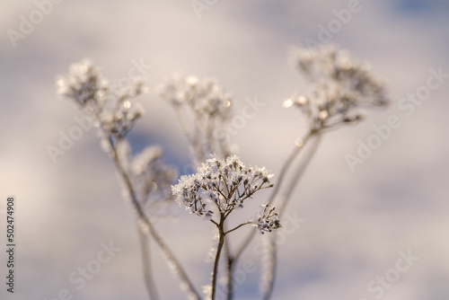 Frozen grass and flowers in winter