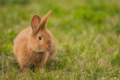 orange rabbit on the lawn grazes the grass