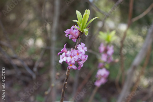 Wawrzynek wilczełyko ,  Daphne mezereum . photo