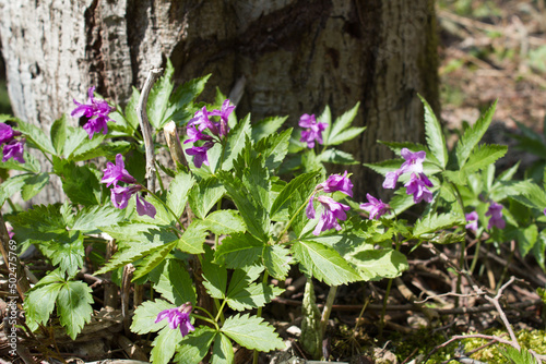 Żywiec gruczołowaty, Cardamine glanduligera.